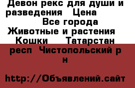 Девон рекс для души и разведения › Цена ­ 20 000 - Все города Животные и растения » Кошки   . Татарстан респ.,Чистопольский р-н
